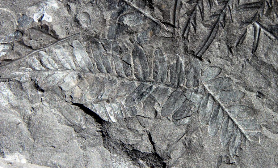 Neuropteris hollandica